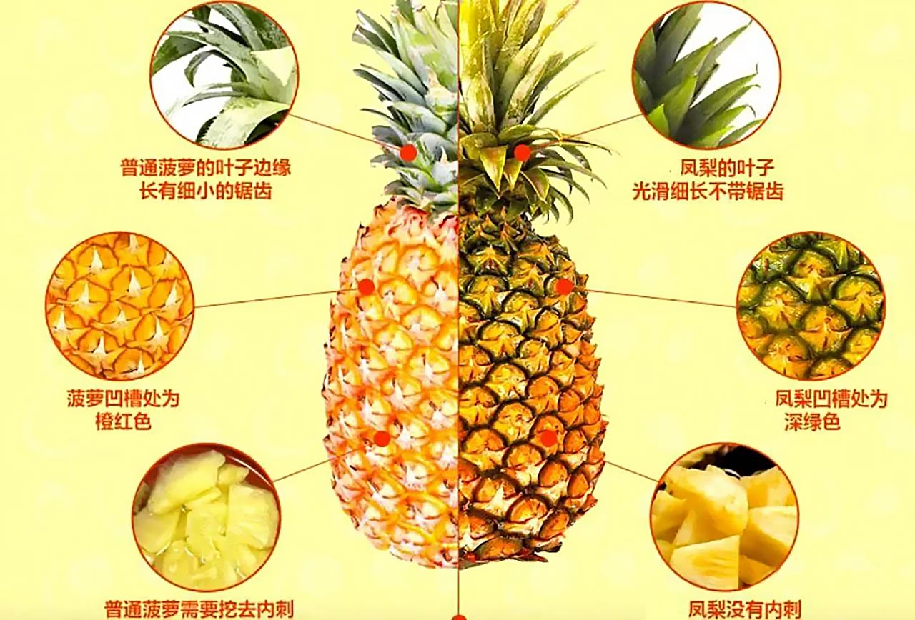 菠萝与凤梨的区别，六大差异教你你如何区分 第2张插图