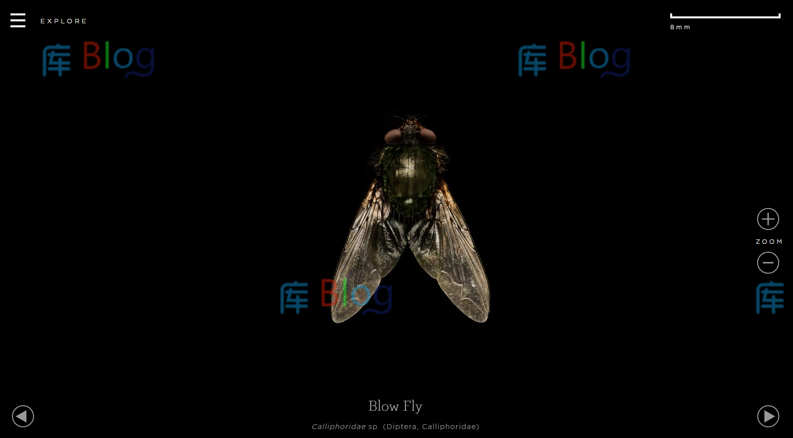 Microsculpture-昆虫肖像_超清昆虫微距摄影图片 第3张插图